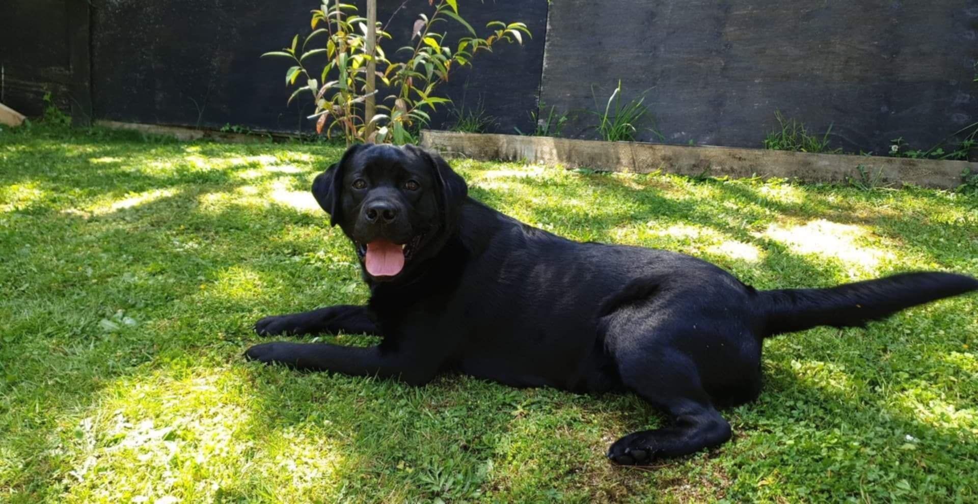 A black dog is laying in the grass with its tongue out.