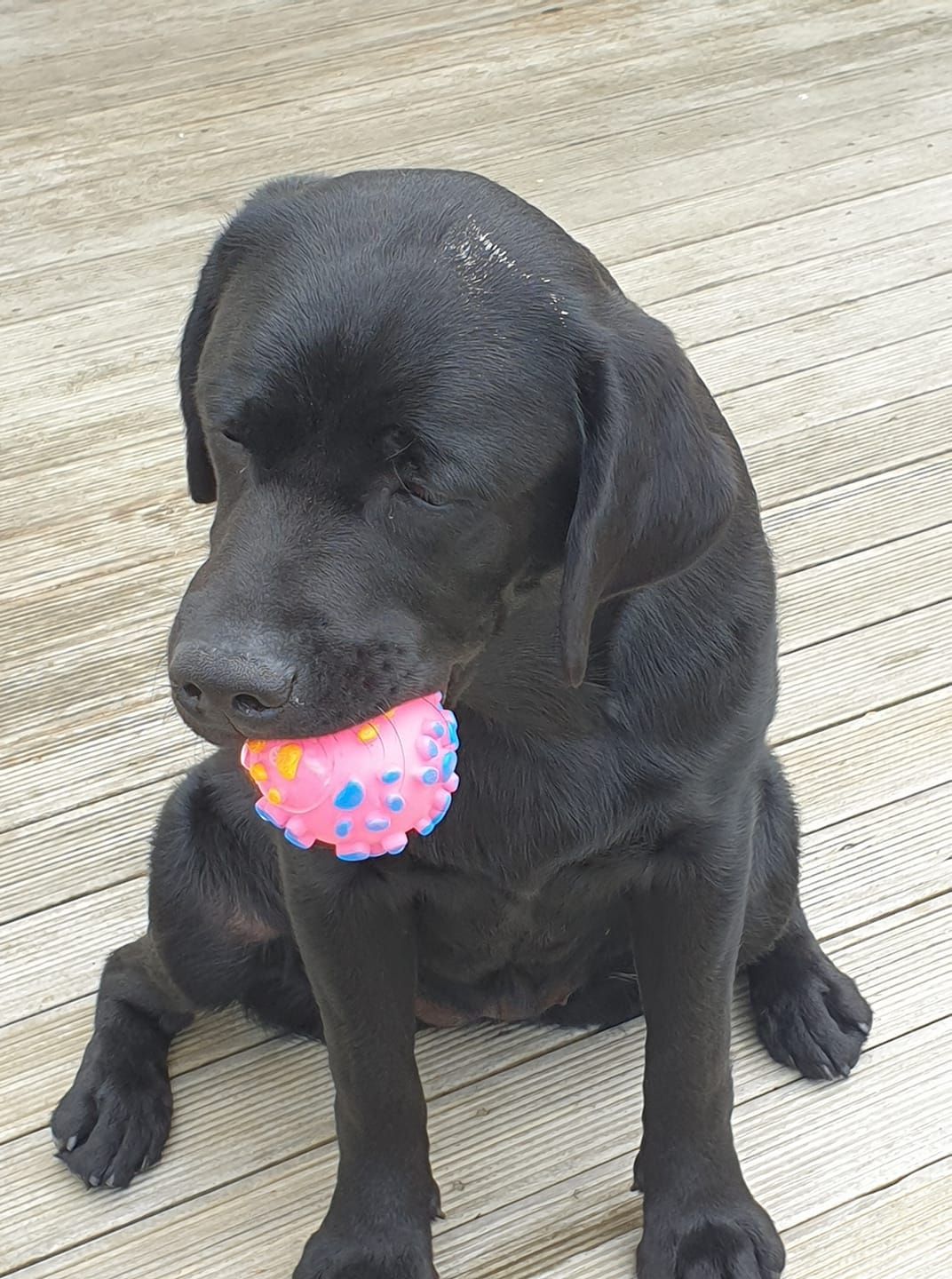 A black dog with a pink ball in its mouth.
