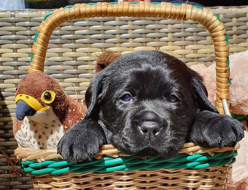 A black puppy is lying in a basket next to a stuffed bird.