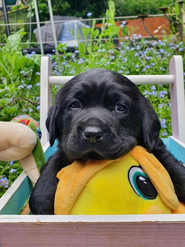 A black puppy is sitting in a wooden crate with stuffed animals.