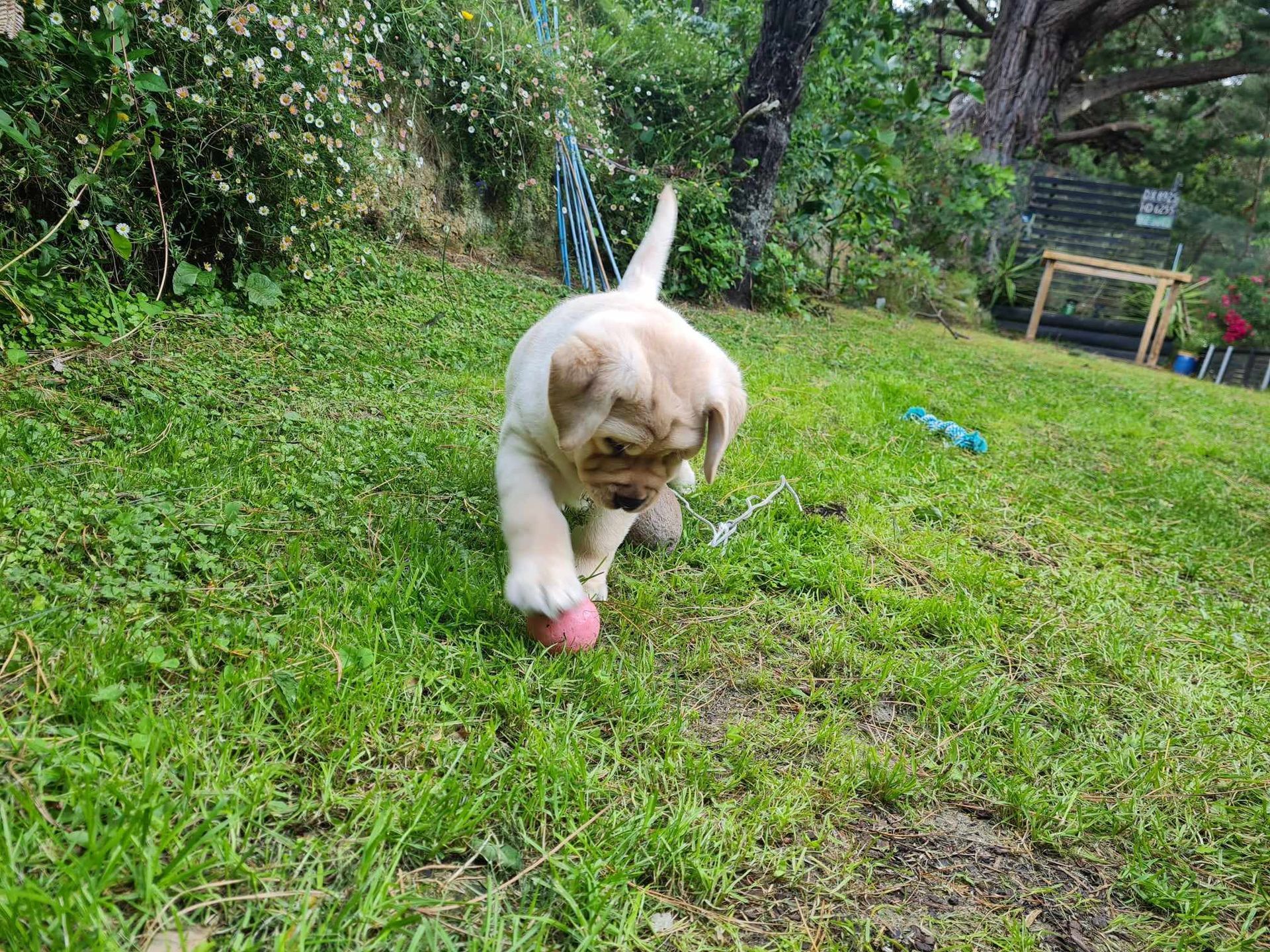 A puppy is playing with a ball in the grass.