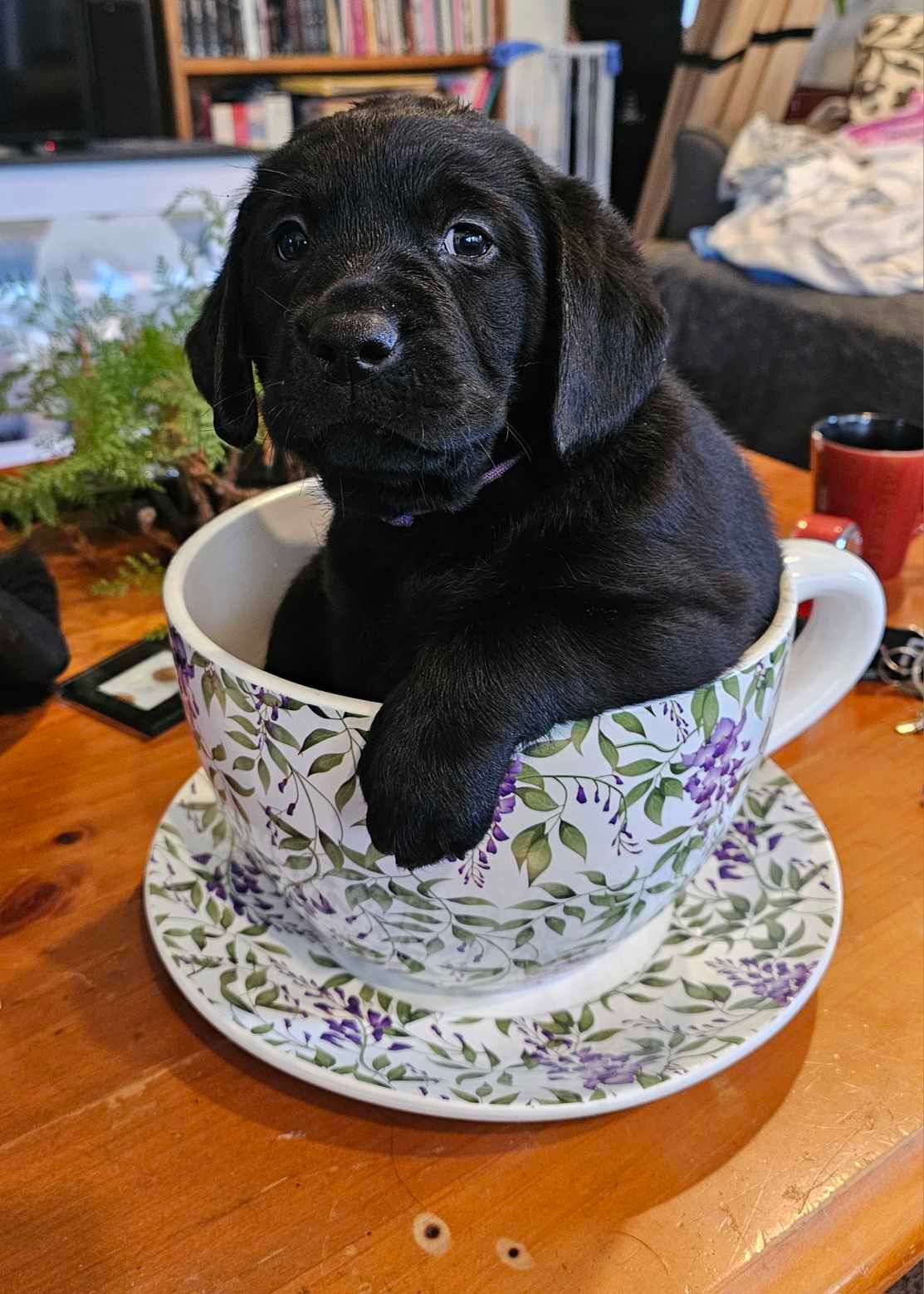 A black puppy is sitting in a teacup on a saucer.