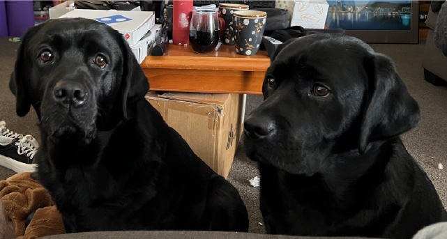 Two black dogs are sitting next to each other by a couch.