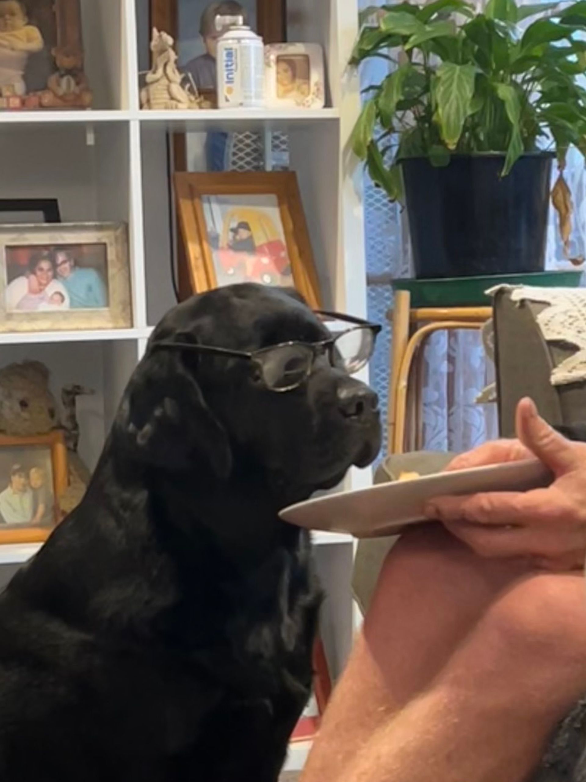 A black dog wearing glasses is looking at a plate of food.