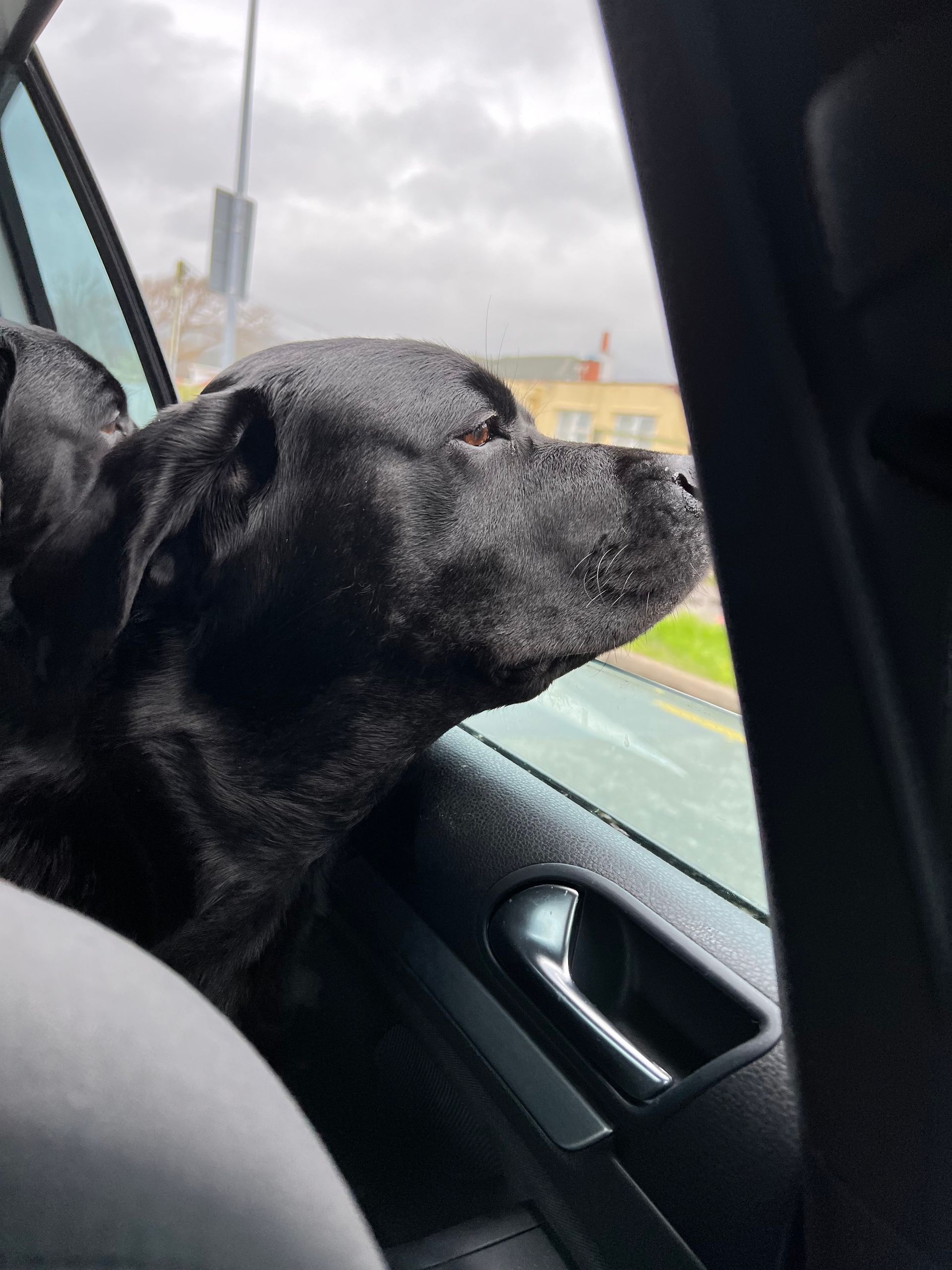 Two black dogs is looking out the window of a car.
