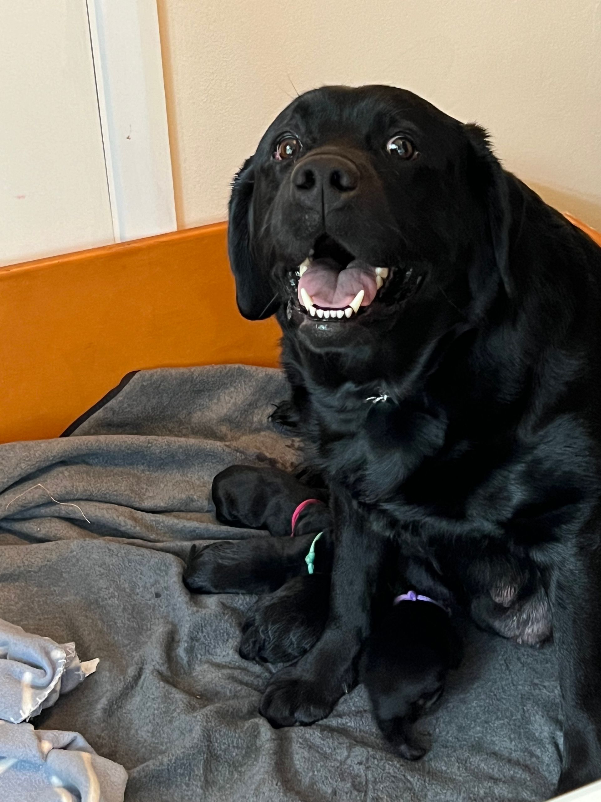 A black dog (Dazzle) is laying on a bed with her puppies