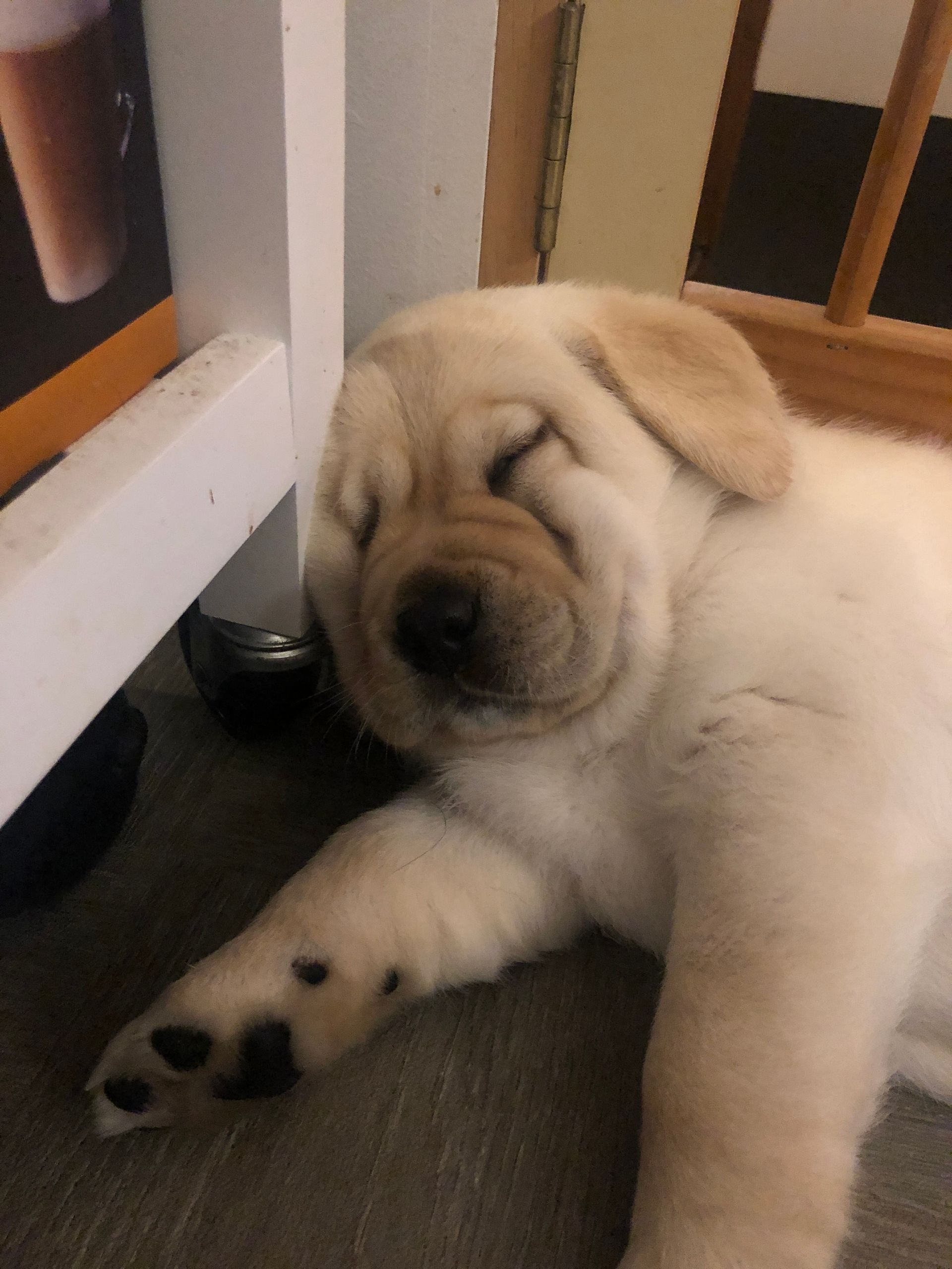 A blonde puppy is lying down on the floor asleep.