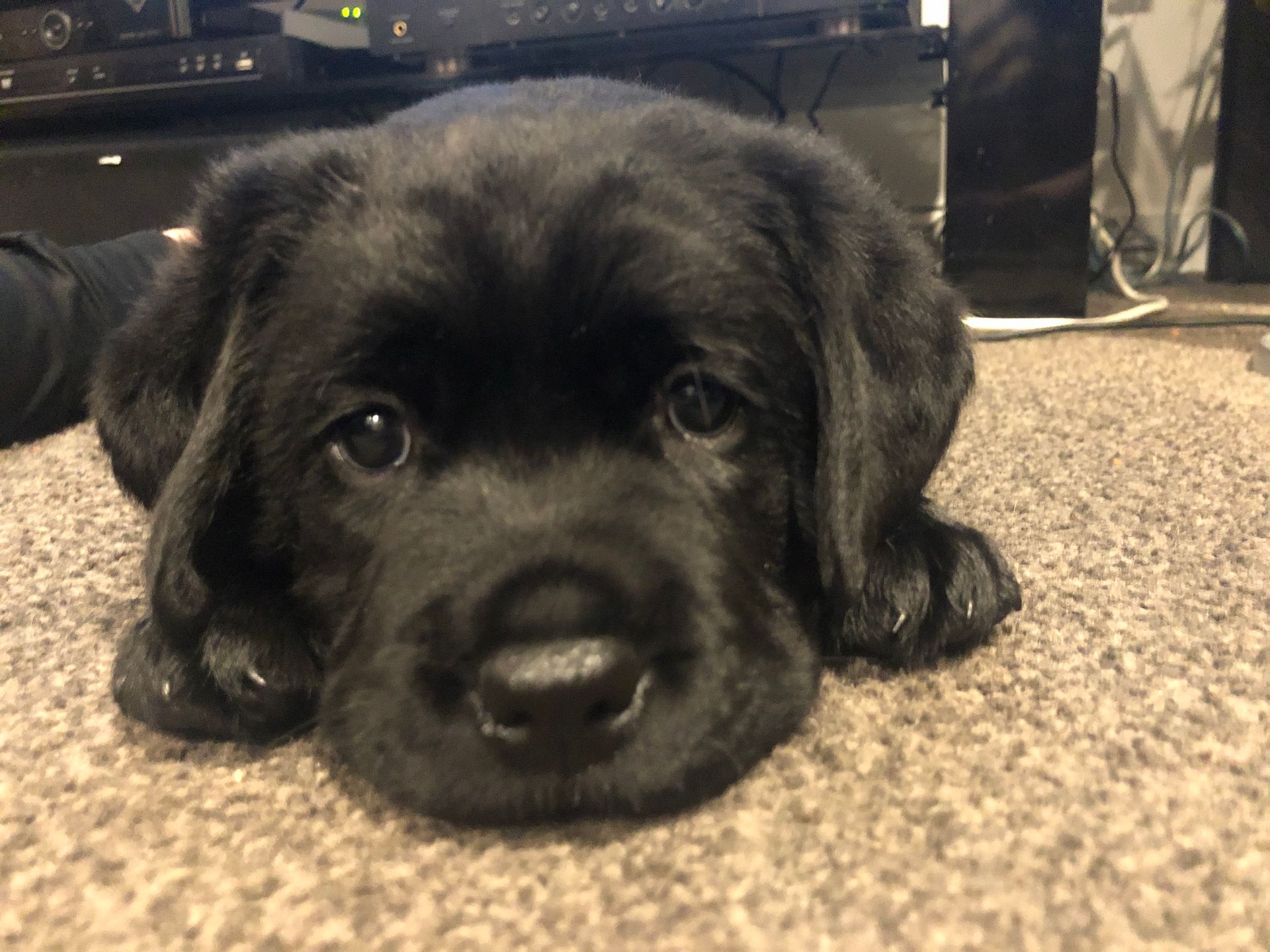 A black puppy is laying on the floor and looking at the camera.