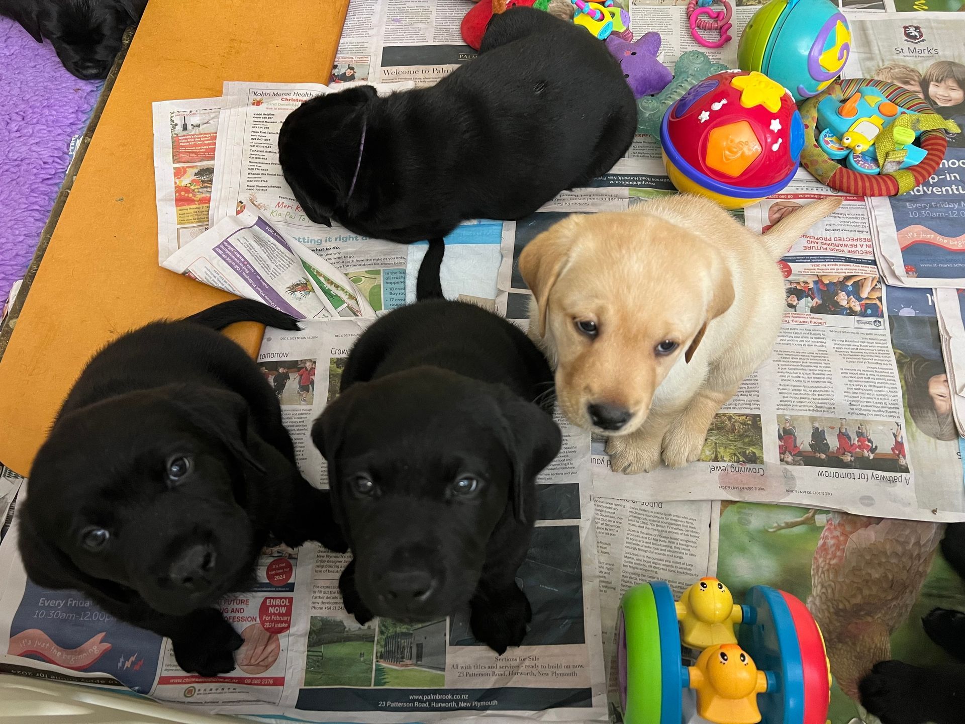 A group of puppies lying on top of newspaper.