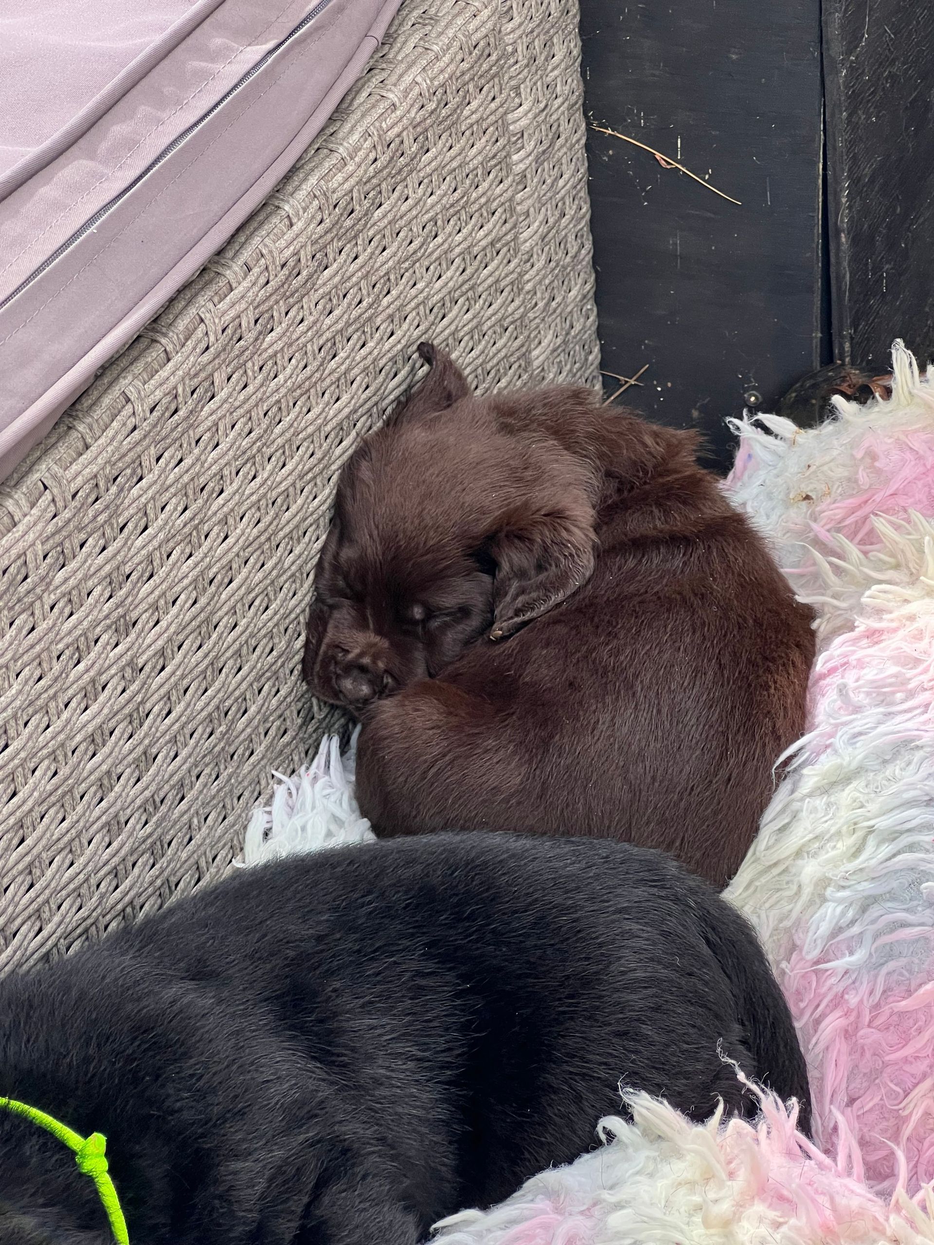 Chocolate Labrador sleeping