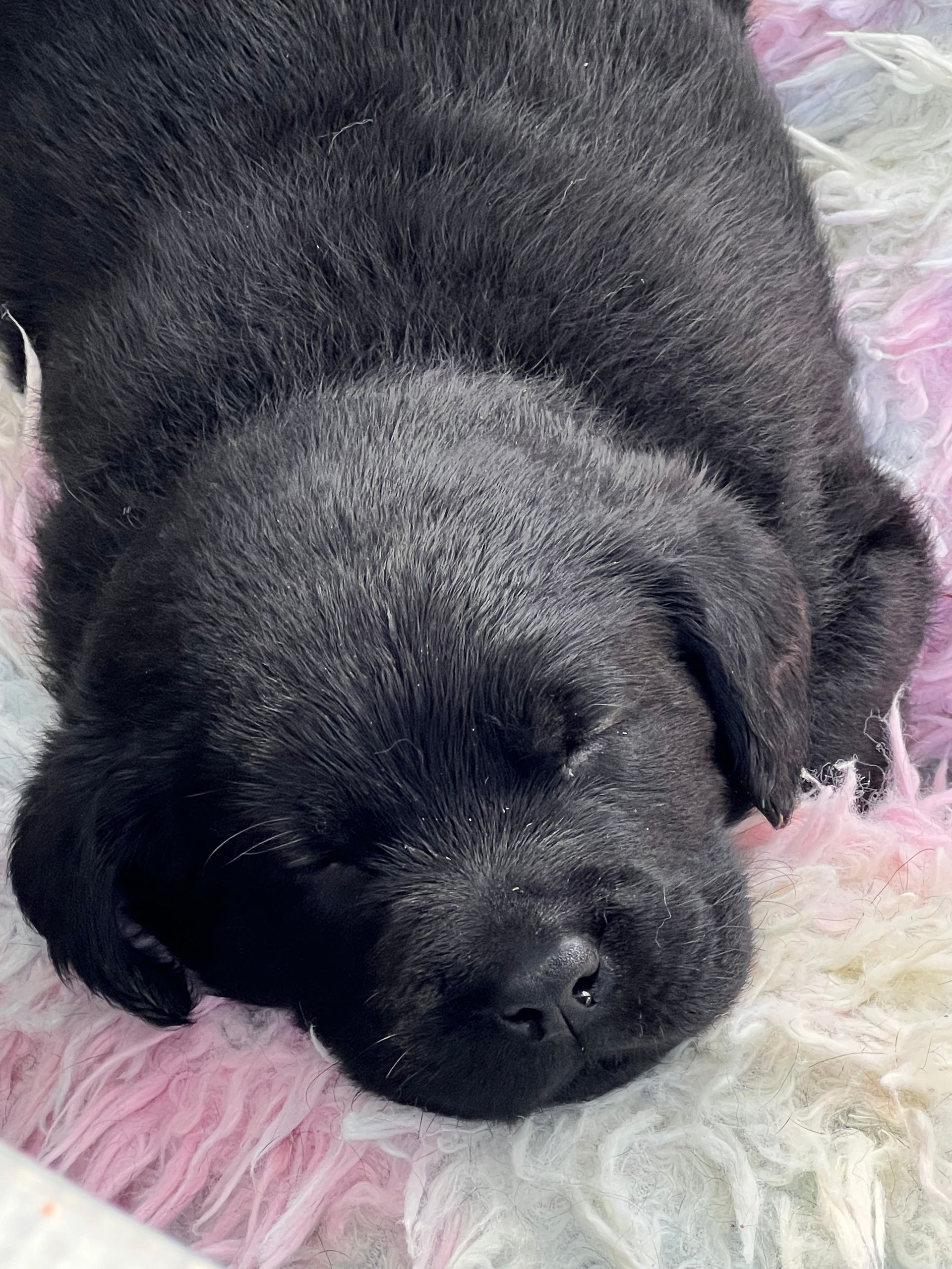 Black Labrador sleeping