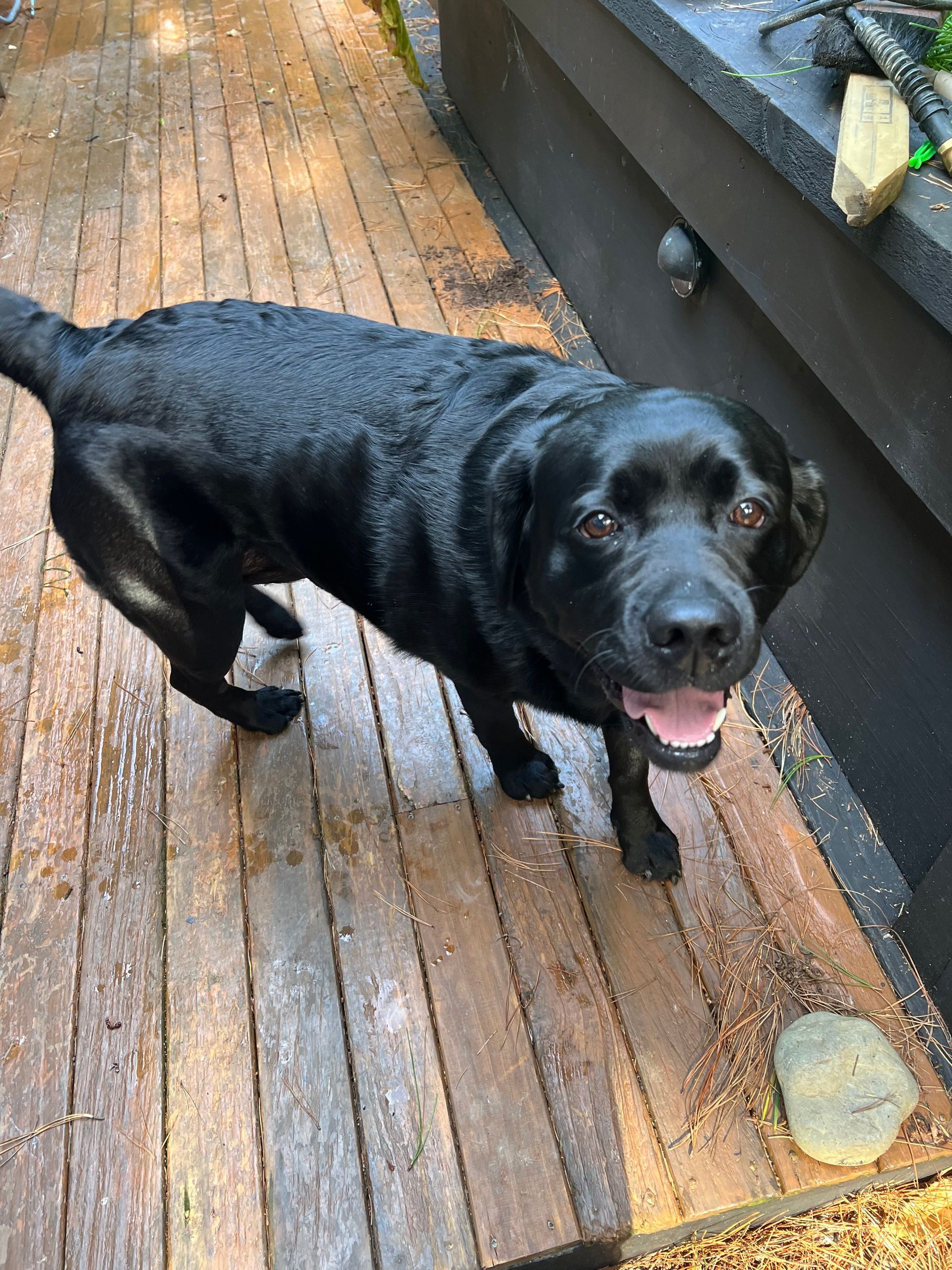 A black dog is standing on a wooden deck.