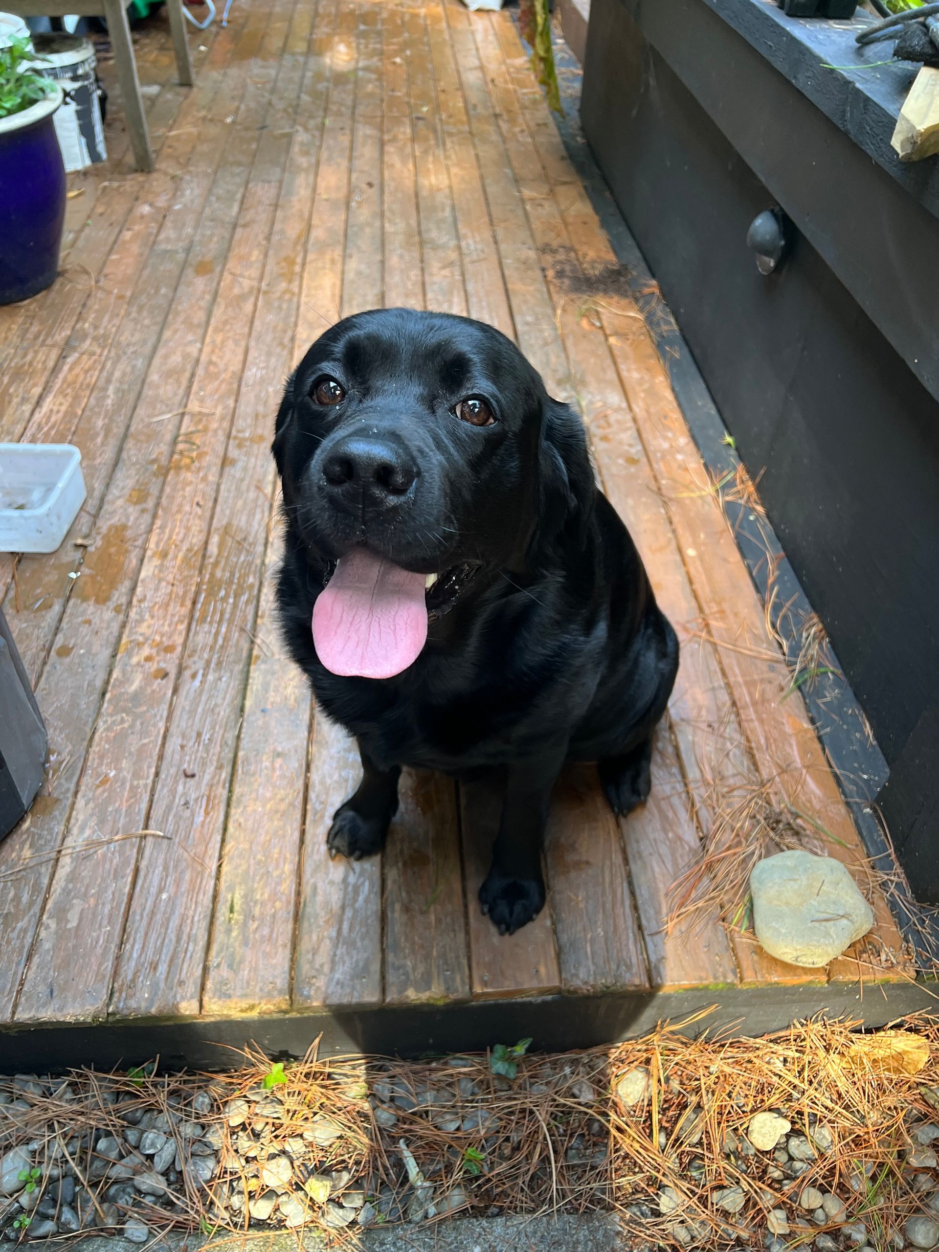 A black dog is sitting on a wooden deck with its tongue hanging out.