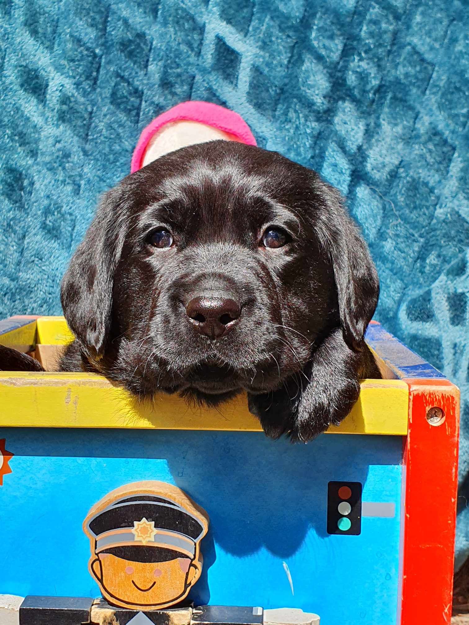 A black puppy is laying in a toy box.