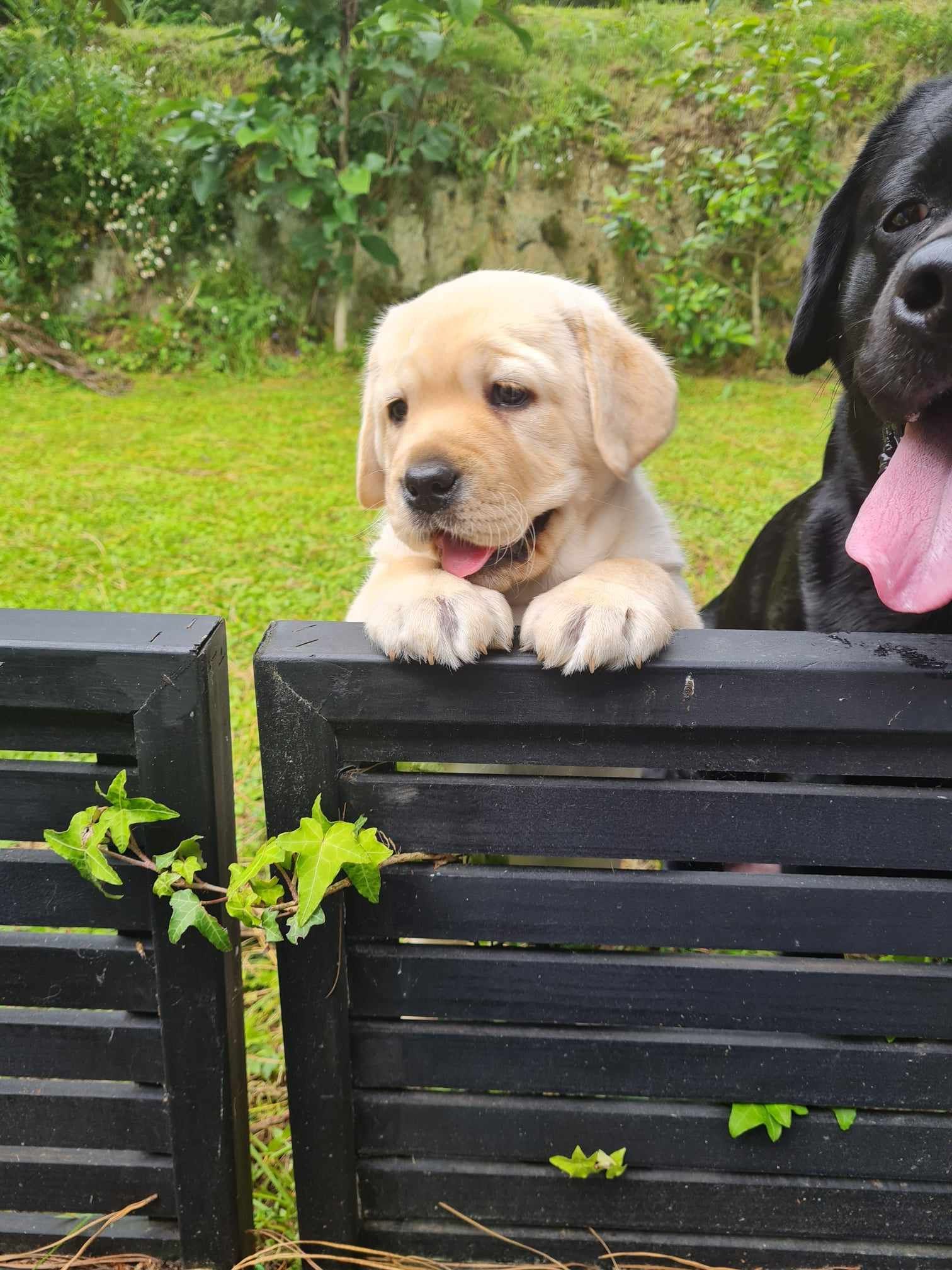 A puppy is looking over a wooden fence next to a black dog.