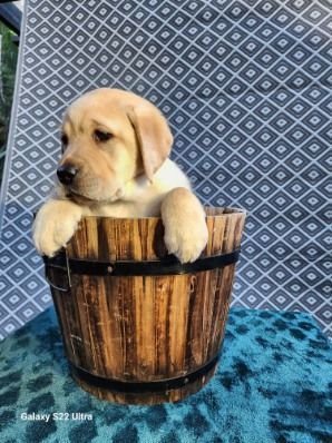 A puppy is sitting in a wooden bucket.