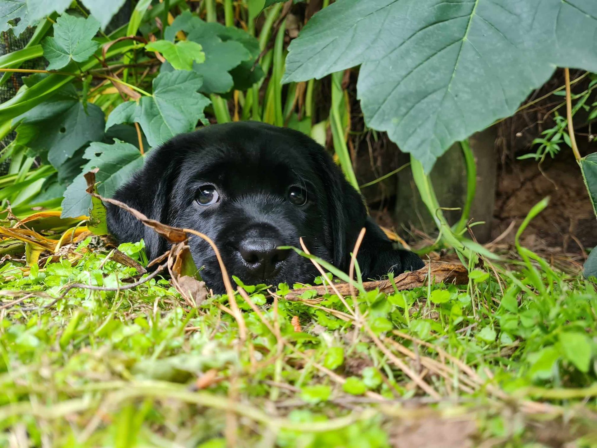 Black puppy lying in grass