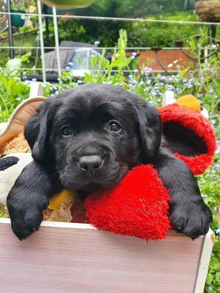 A black puppy is laying on top of a red stuffed animal.