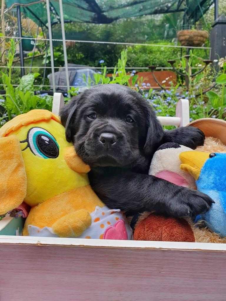 A black puppy is laying in a wooden box filled with stuffed animals.