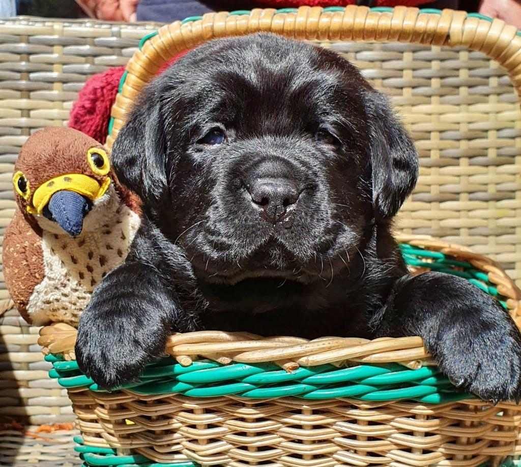 A black puppy is sitting in a wicker basket next to a stuffed bird.