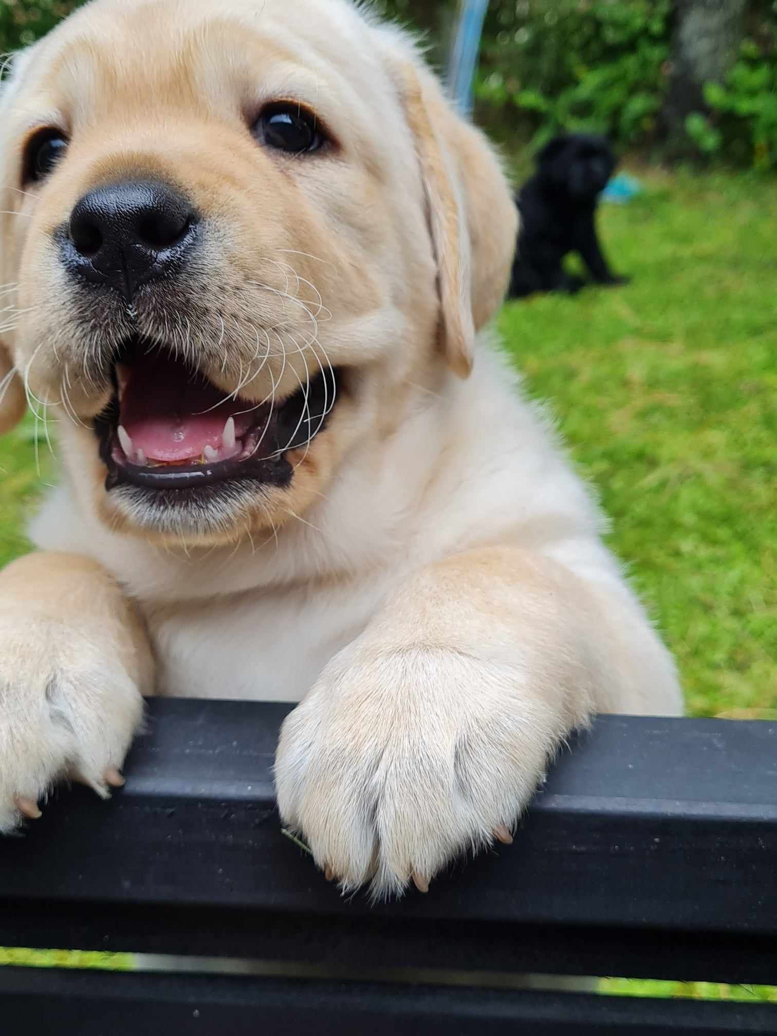 Blonde puppy looking over fence