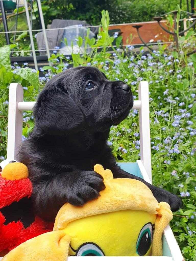 A black puppy is sitting in a chair with stuffed animals.