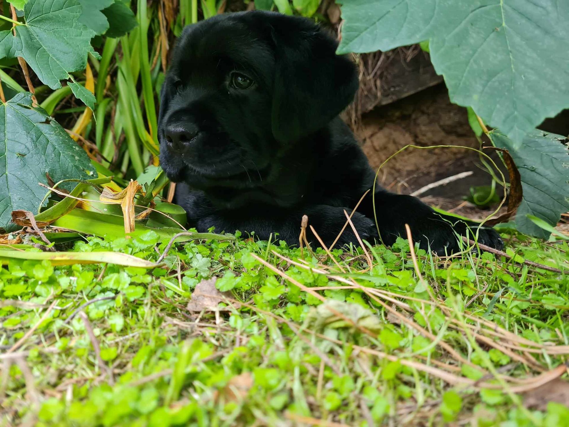 Black puppy hiding in bush