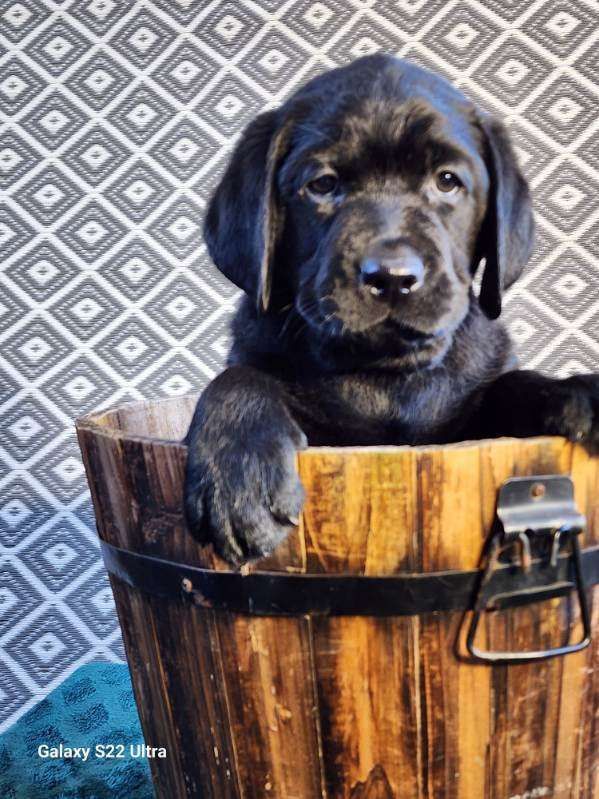 A black puppy is sitting in a wooden bucket.