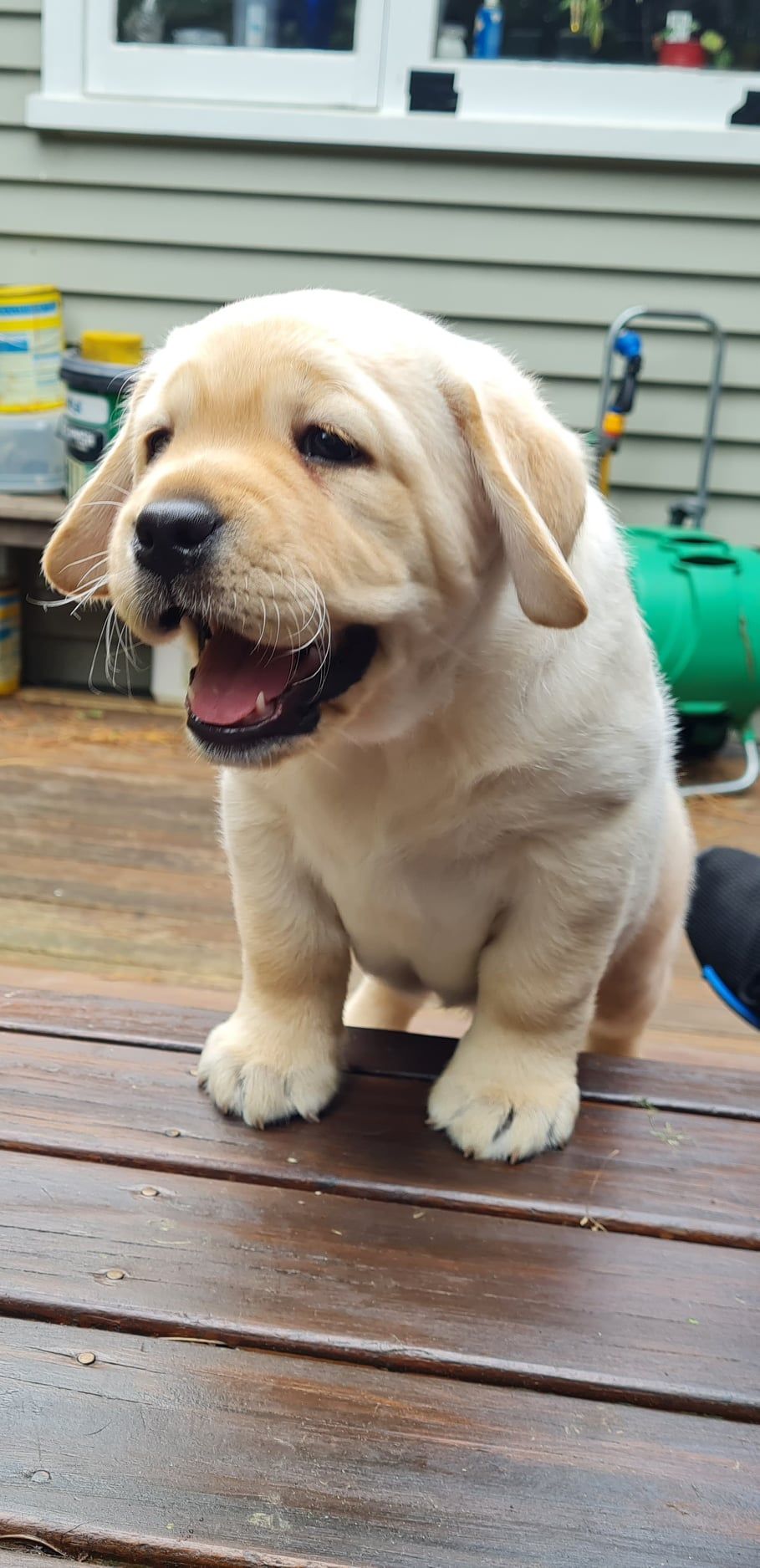 Blonde puppy