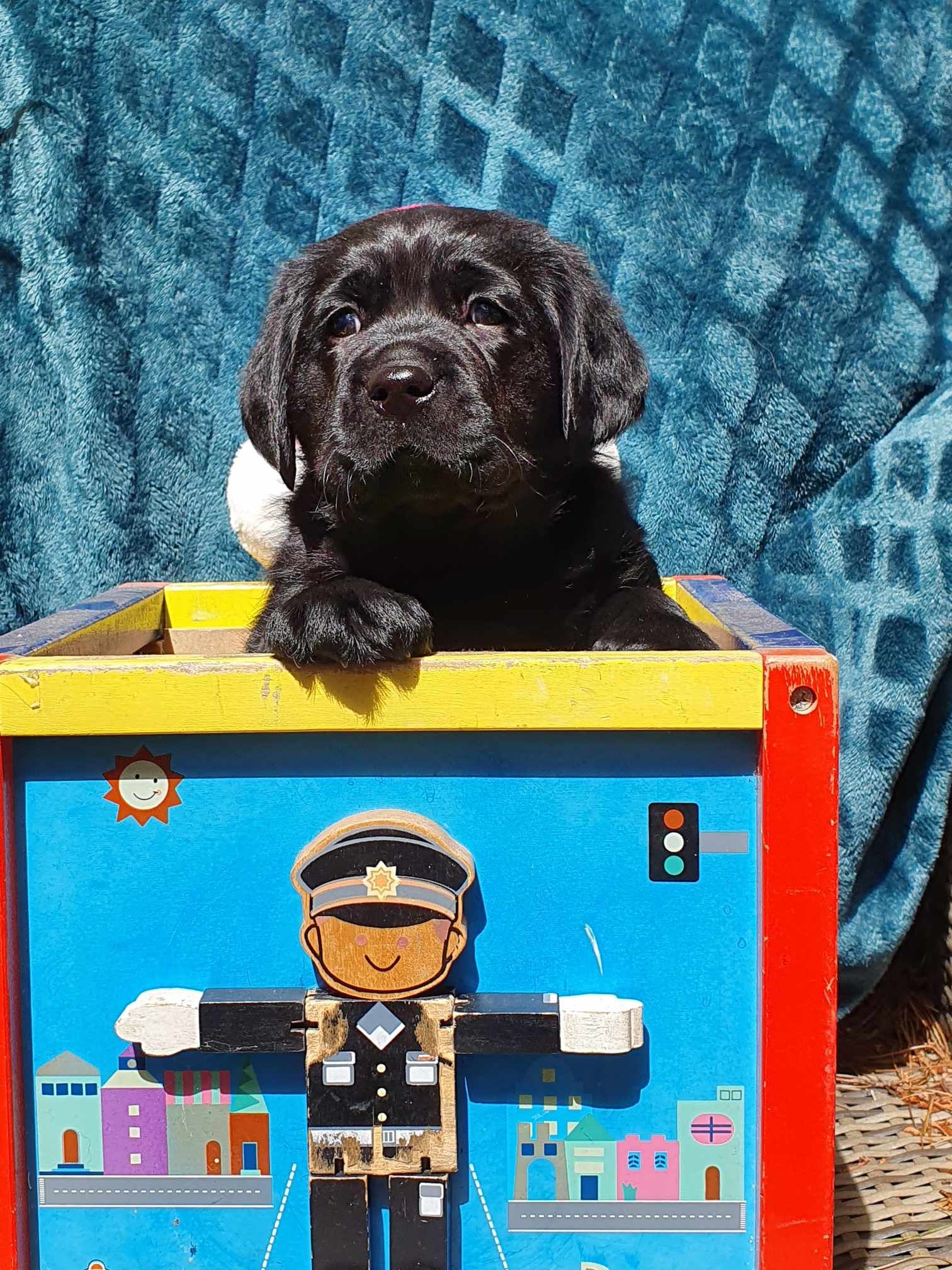 A black puppy sits on a toy box.