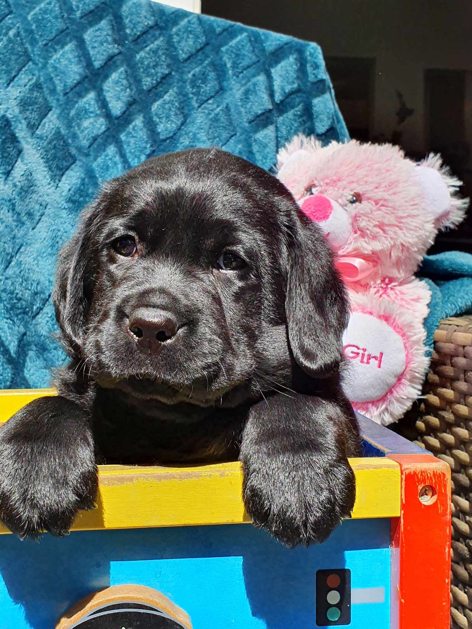 A black puppy sits in a toy box beside a pink teddy bear.