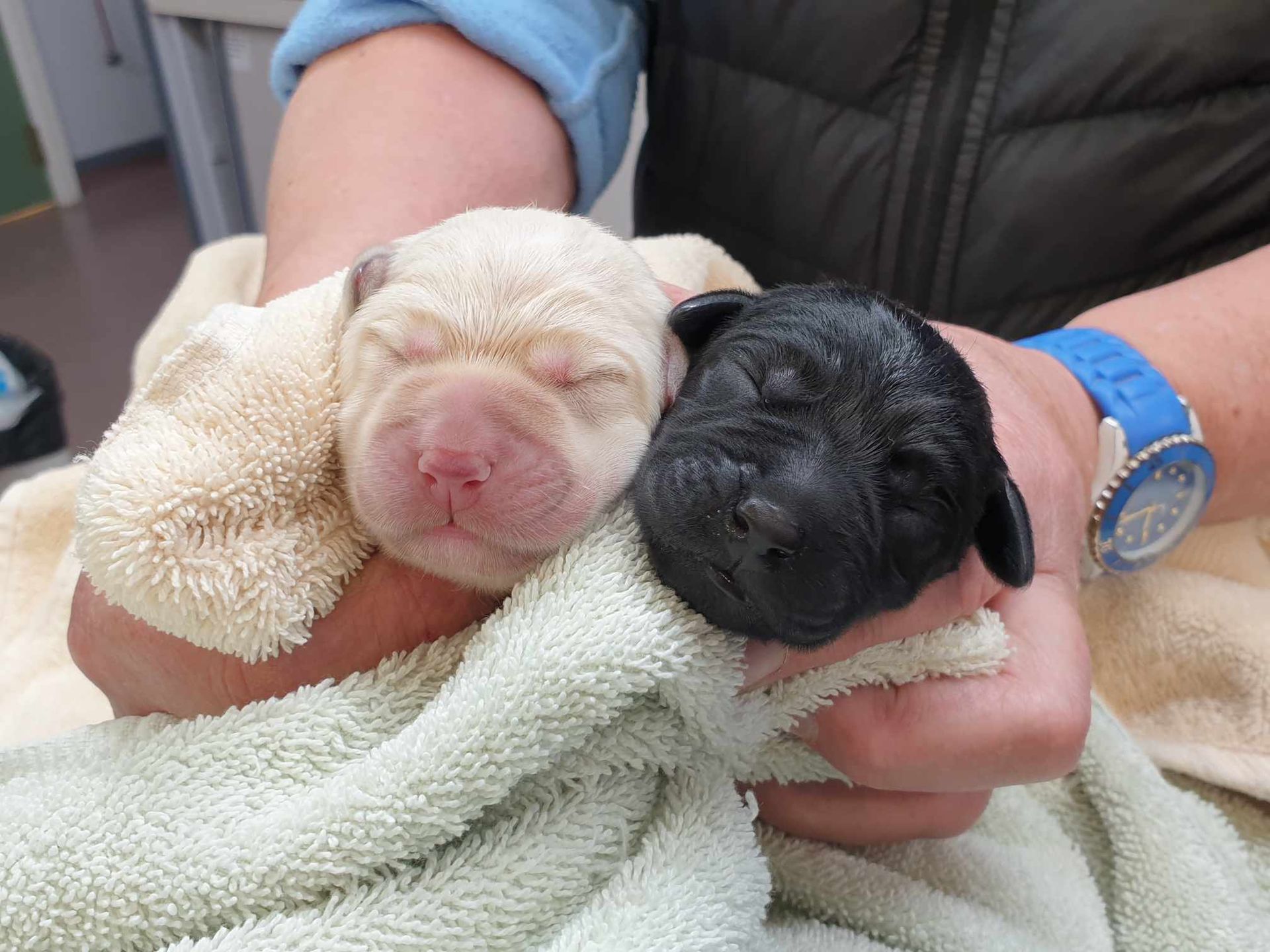 A person is holding two puppies wrapped in a towel.