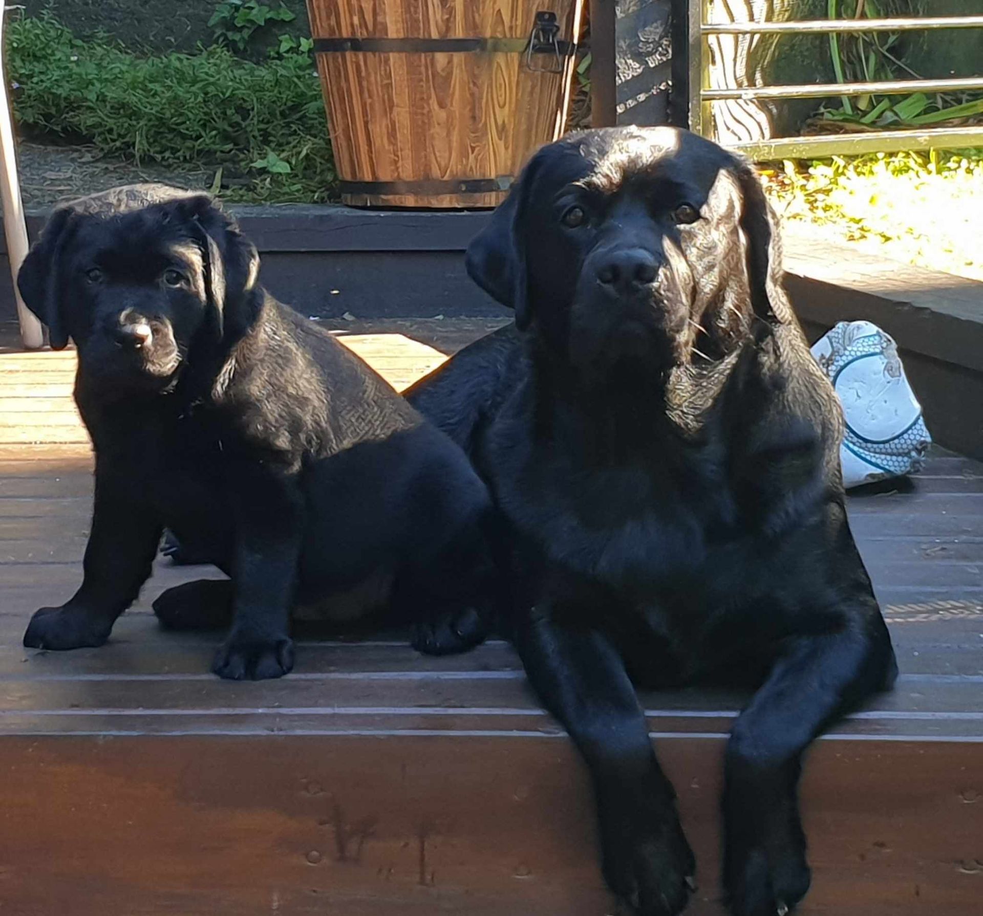 Two black dogs are sitting next to each other on a wooden deck.