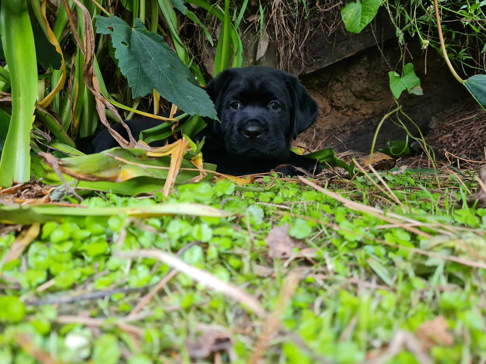 Black puppy in bush