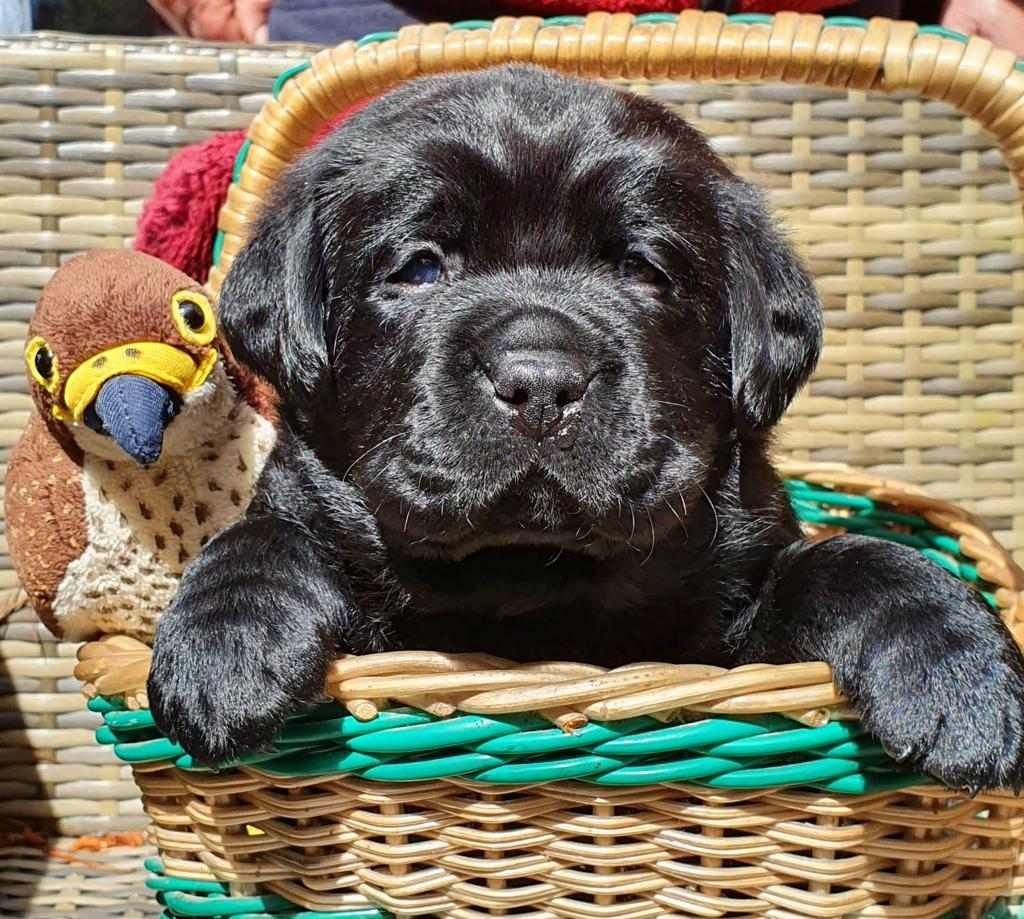 A black puppy is sitting in a wicker basket next to a stuffed bird.