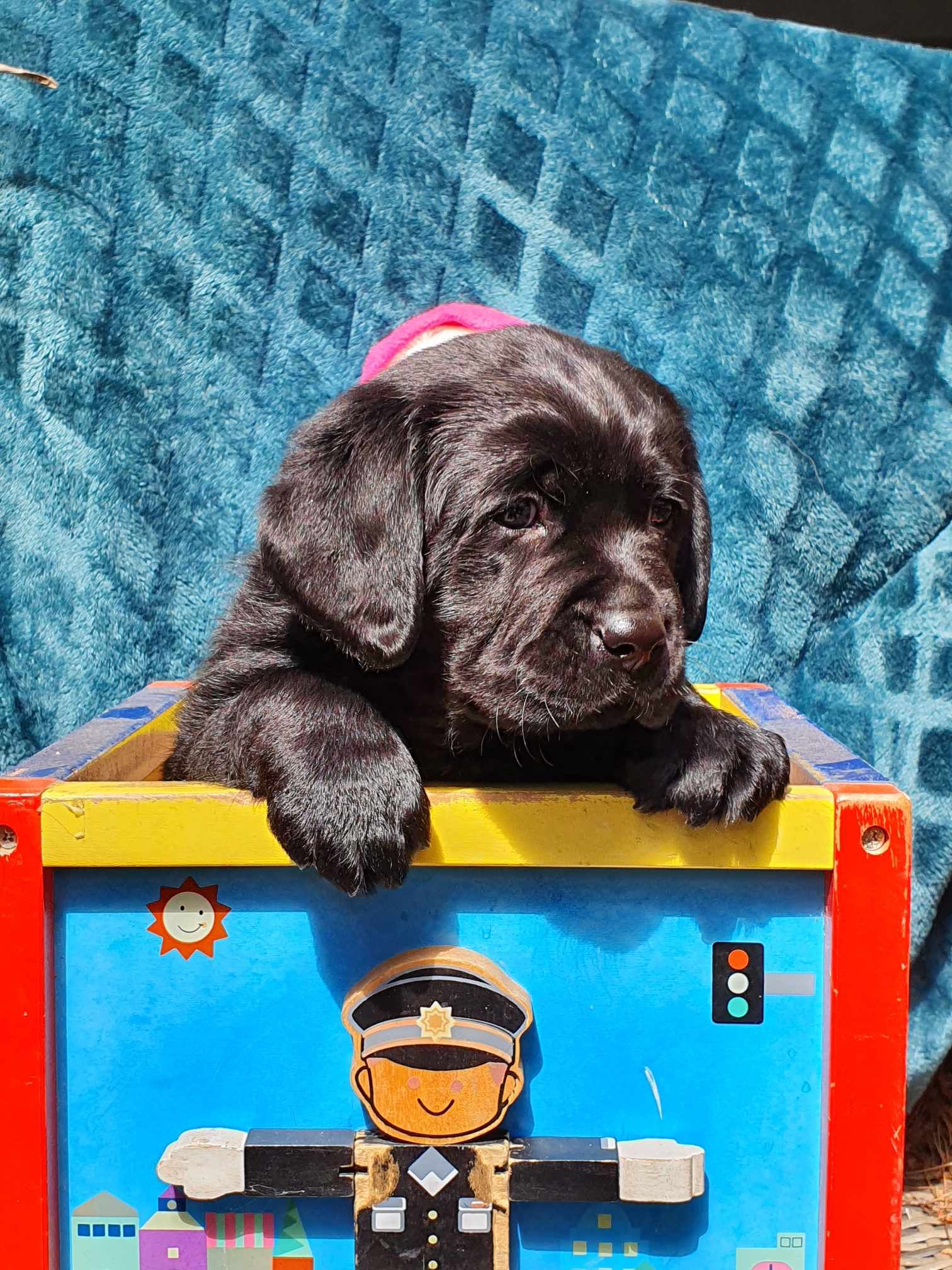 A black puppy is sitting on top of a toy box.