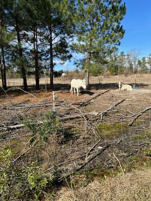Sun-kissed Adventures in the Countryside