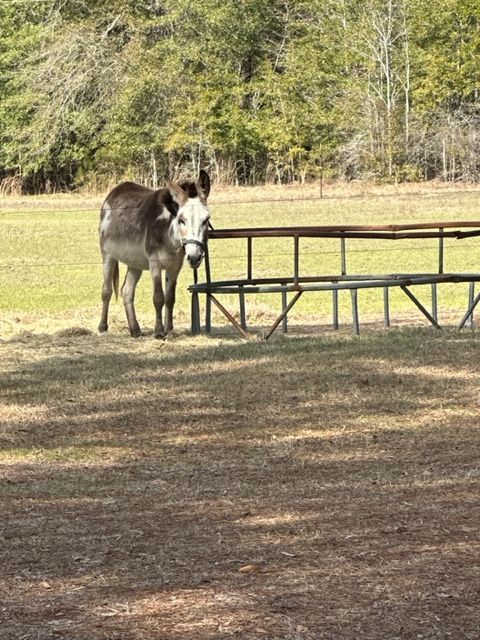 Playful Moments in the Park