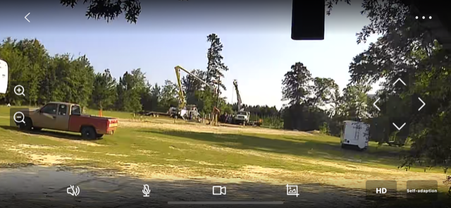 Peaceful Morning Walks Among the Trees