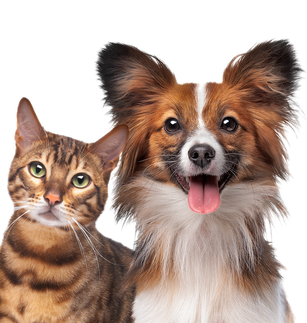 Photo showing a cat and a dog, for the pet policy