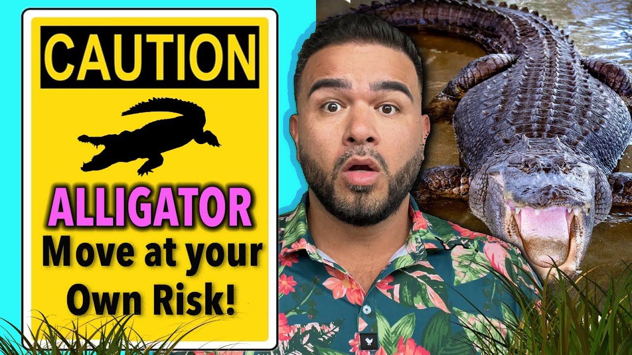Moving to Florida? Practical Alligator Safety Tips for Residents