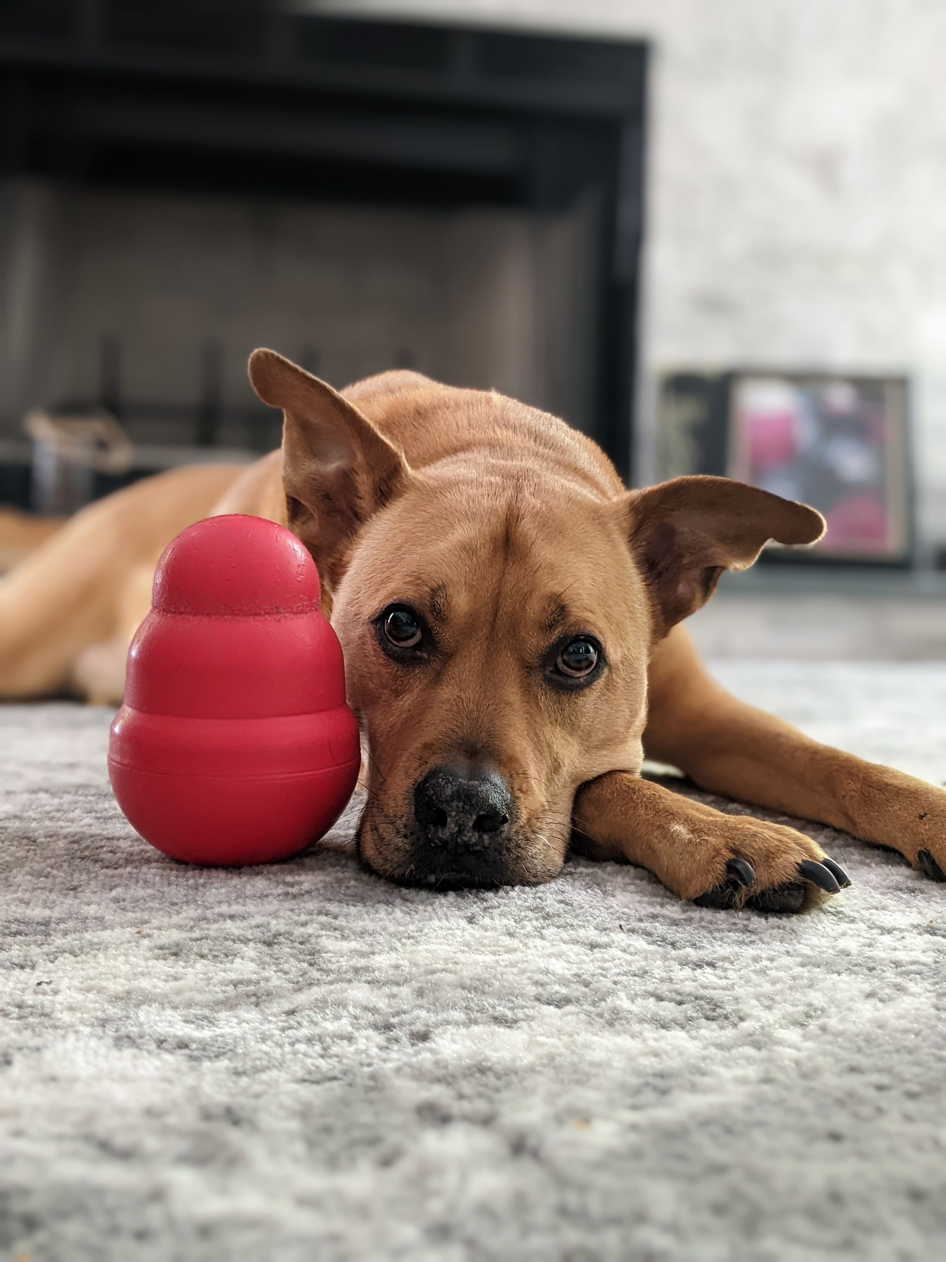 A dog is lying on the floor next to a red ball.