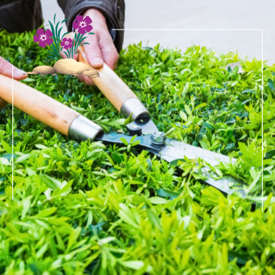 a person is trimming a bush with a pair of scissors .