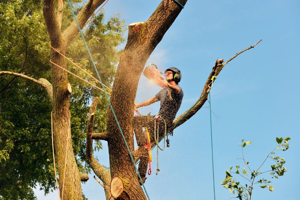 A man is cutting down a tree with a chainsaw.