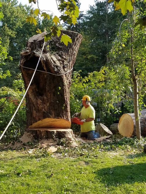 A house with a fallen tree in front of it.