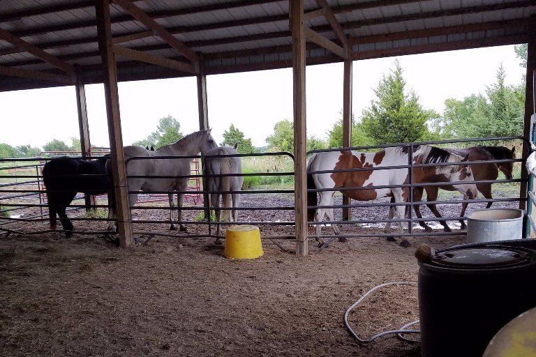 Equine Assisted Learning