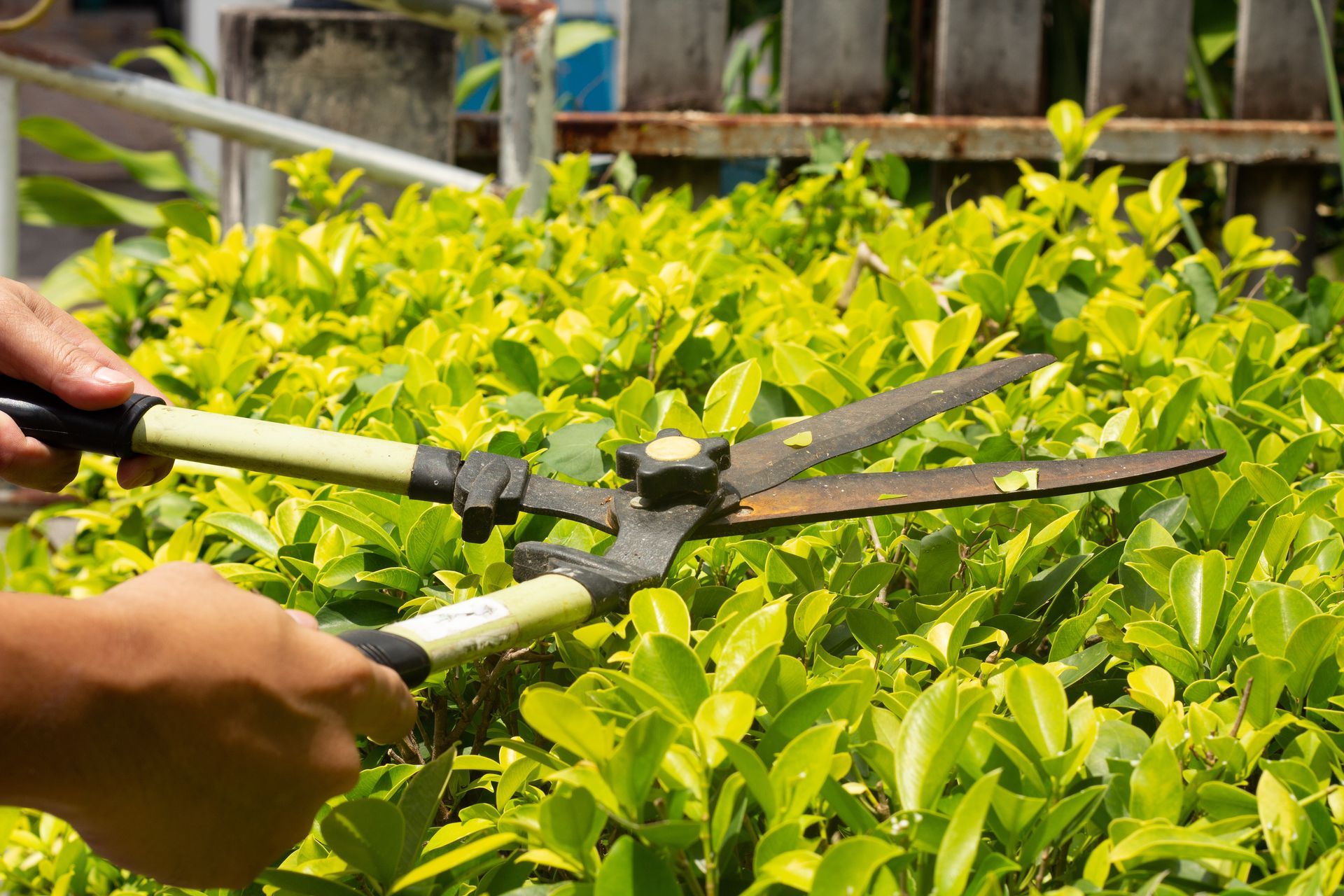 Person trimming bright green hedges with garden shears outdoors