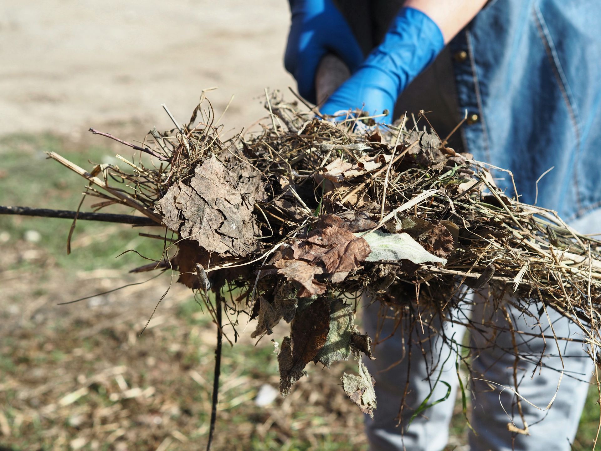 Gloved hands hold a bundle of dry leaves and twigs outdoors in a yard.