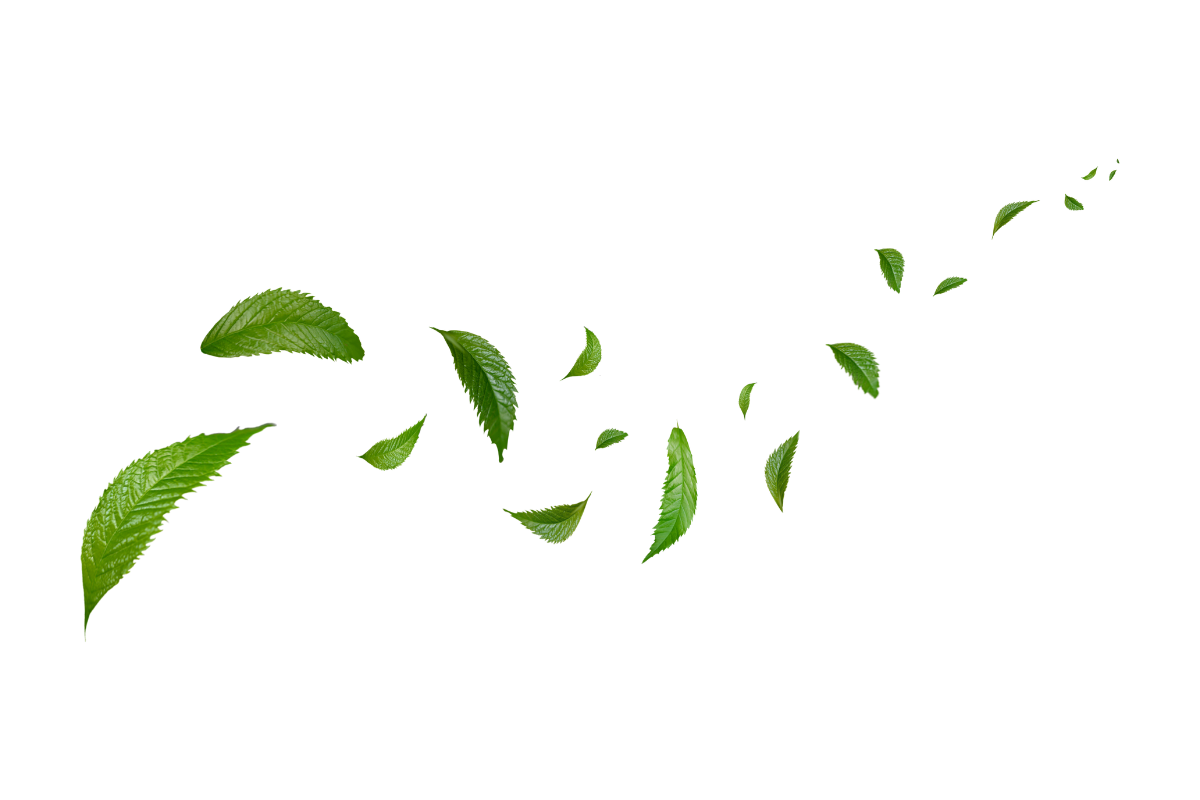 A close up of a eucalyptus branch with leaves on a white background.