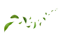 A close up of a eucalyptus branch with leaves on a white background.